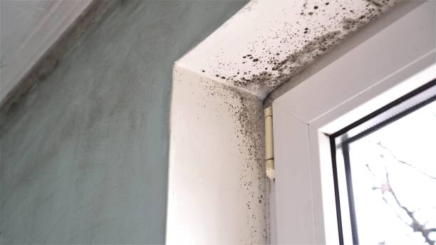 Best Mold Inspection  in Portage, PA