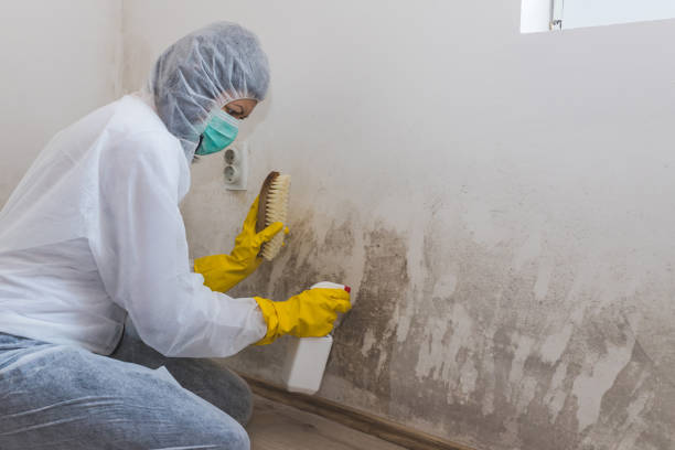 Best Certified Mold Removal  in Portage, PA