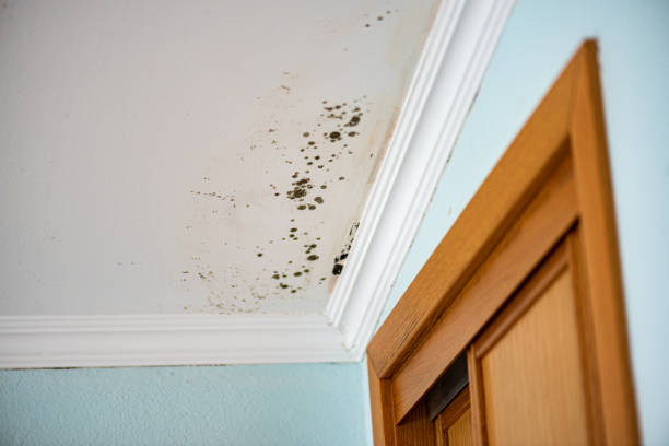 Best Commercial Mold Removal  in Portage, PA