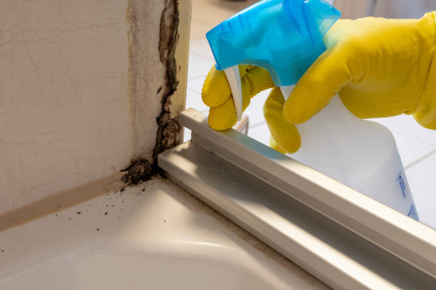 Best Fast Mold Removal  in Portage, PA