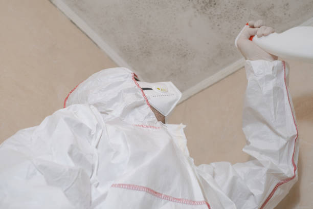 Home Mold Removal in Portage, PA