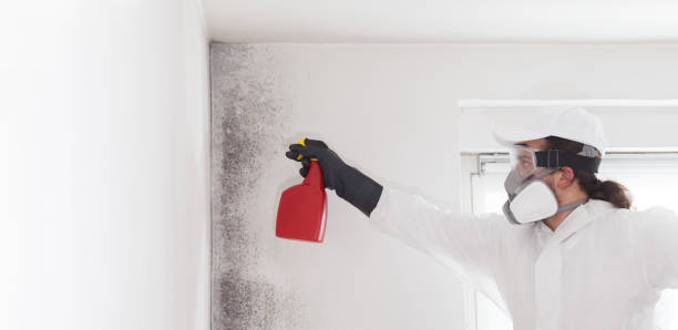 Best Affordable Mold Removal  in Portage, PA