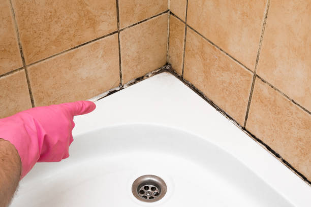Best Mold Testing  in Portage, PA