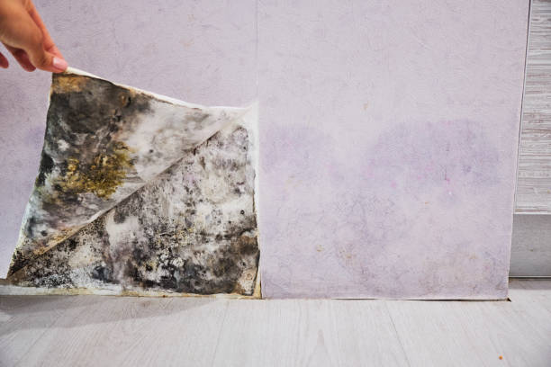 Best Residential Mold Removal  in Portage, PA